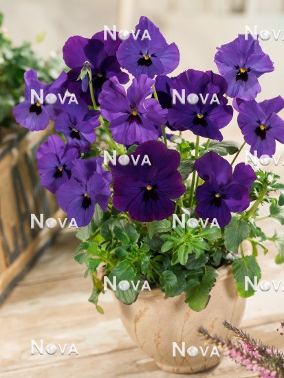N1515255 Viola x wittrockiana Grandessa medium blue with Eye