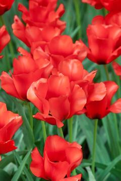 Blumenzwiebel und Knollen, Tulipa (Genus), Tulipa albertii
