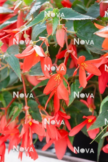N1517434 Begonia Bossa Nova ® Red