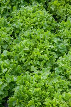 Blattgemüse, Lactuca sativa var. crispa, Lactuca sativa, lettuce (Genus)