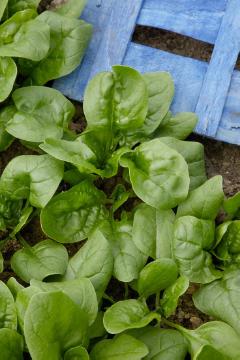 Blattgemüse, spinach (Genus), Spinacia oleracea