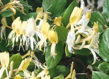 Kletterpflanze, Lonicera (Genus), Lonicera japonica