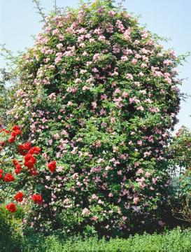 Rosa (Genus), Rosa gallica, Schlingrose