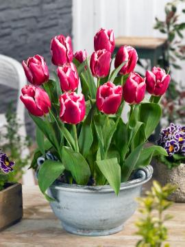 Frühlingsblüher, Plant container «Accessories in the Garden», Springtime, Tulipa Single Early, zinc container