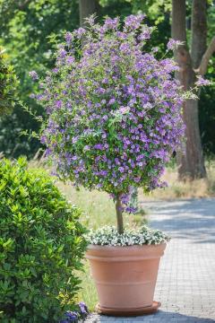 Enzian bush, Plant container «Accessories in the Garden», Solanum (Genus)