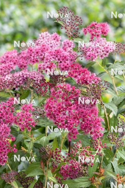 N0113363 Spiraea Country Red