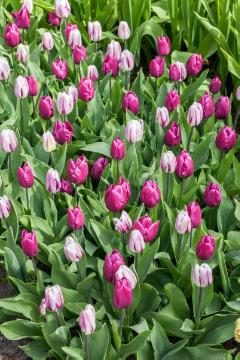 Frühlingsblüher, Frühlingsstimmung, Triumph tulip, tulip bed, Tulipa (Genus), Tulipa Single Early, Tulpenmischung