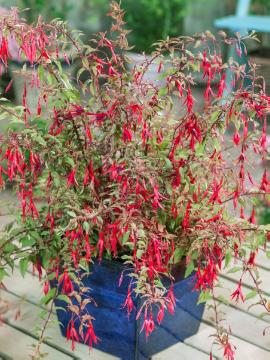 fuchsia (Genus), Fuchsia magellanica, Perennials «perennials», Pot