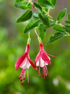 fuchsia (Genus), Fuchsia magellanica, Perennials «perennials»