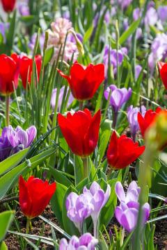 Crocus vernus, Tulipa kaufmanniana