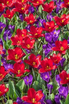 Crocus (Genus), Crocus vernus, Frühlingsblüher, Tulipa (Genus), Tulipa kaufmanniana