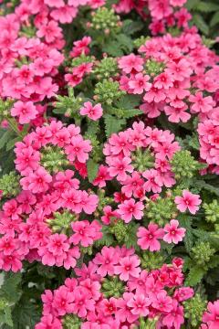 Sommerblumen für den Balkon, Verbena (Genus), Verbena Obsession ® Serie