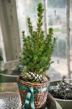 Picea glauca Conica, Weihnachten