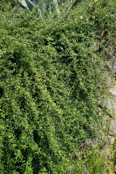 Bodendecker, Cotoneaster dammeri