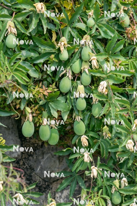N0402186 Passiflora caerulea