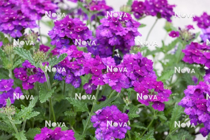 N1521261 Verbena Empress ™ Sun Violet