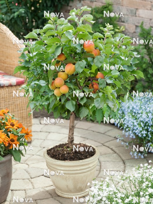 N0702479 Prunus Compacta Super Compact ®