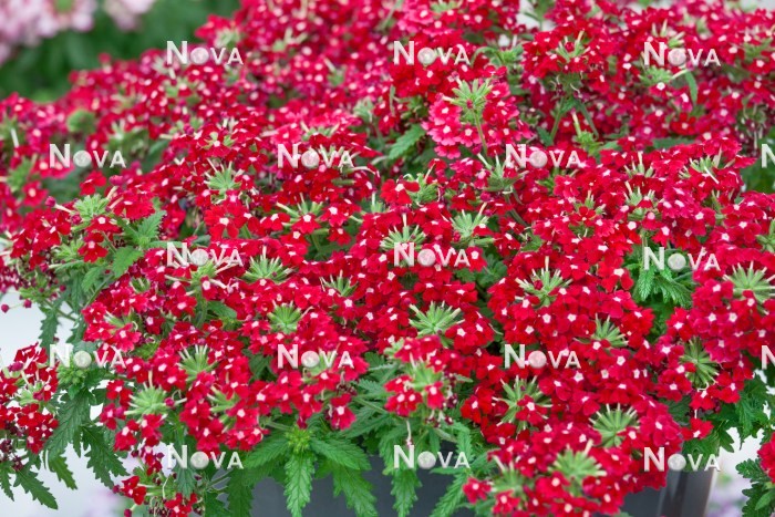 N1521867 Verbena Obsession ® Cascade Red with Eye