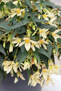 Begonia boliviensis, Begonia Bossa Nova ® Serie