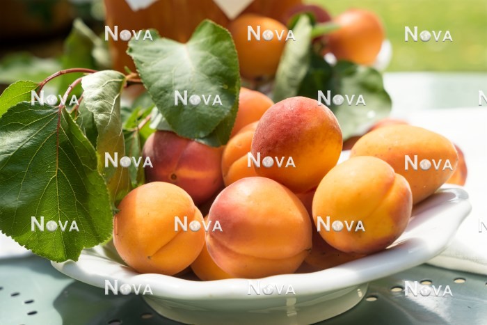 N0702566 Prunus armeniaca