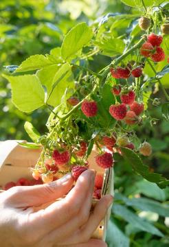 nibble garden, Raspberry