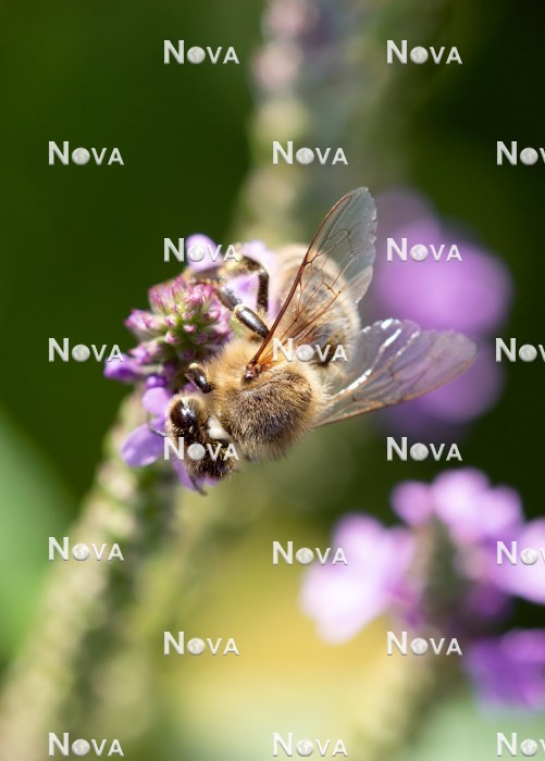 N2101923 Biene auf Blütenstaude