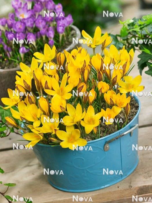 N1922794 Crocus Early Gold in pot