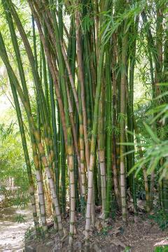 Oldham's bamboo, Stem