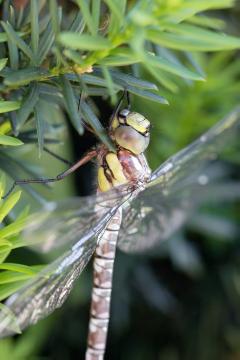 Insekten, Libelle, Taxus baccata