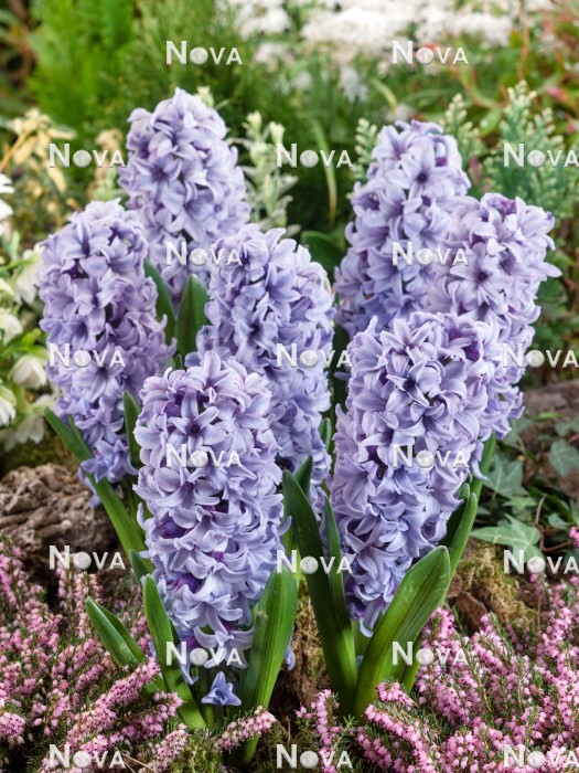 N1922866 Hyacinthus Fresco