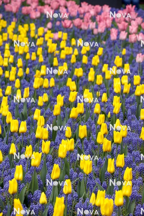 N1922653 Tulipa Yokohama and Muscari armeniacum