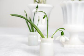 Frühling, Frühlingsstimmung, Galanthus elwesii, Schnittblume, Vase