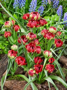 Tulipa humilis, W. van Lierop
