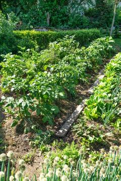 Gemüsegarten, Gemüsepflanzung, Lactuca sativa, Solanum lycopersicum, Vegetable