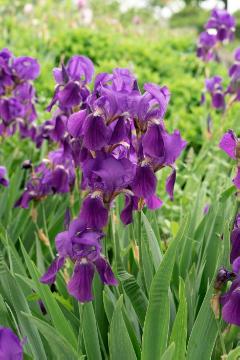 Iris x germanica