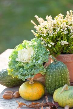 Autumn, Brassica oleracea var. acephala, Calluna vulgaris, Cucurbita pepo, Fall plants, Herbstdekoration, herbstlich
