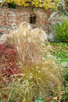 Autumn, fountaingrass (Genus), Mixture (Mix), Ornamental Grasses, silvergrass (Genus)