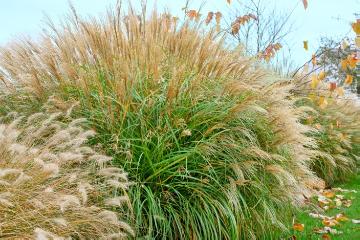 Autumn, fountaingrass (Genus), Mixture (Mix), Ornamental Grasses, silvergrass (Genus)