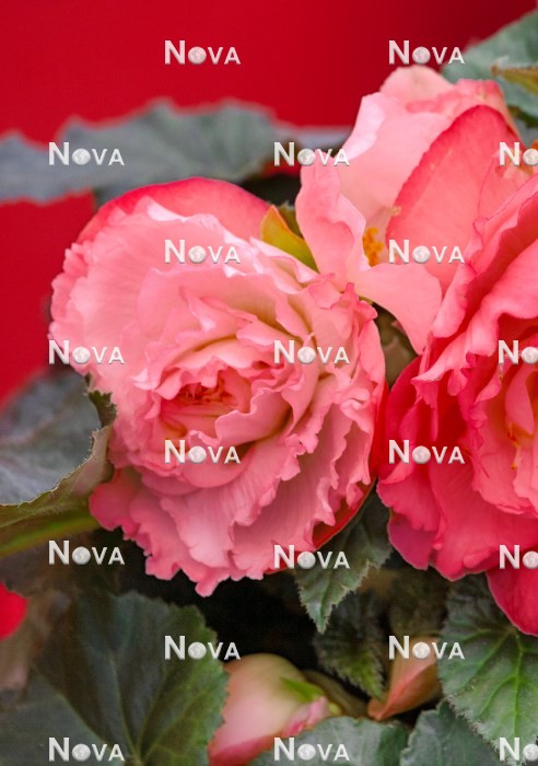 N1924955 Begonia AmeriHybrid ® Ruffled Pink