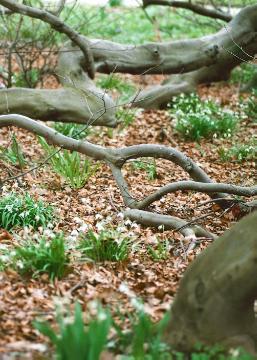 Galanthus nivalis, Stimmung, Wald