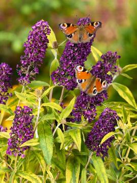 Butterfly, Summer lilac «butterflybush (Genus)»