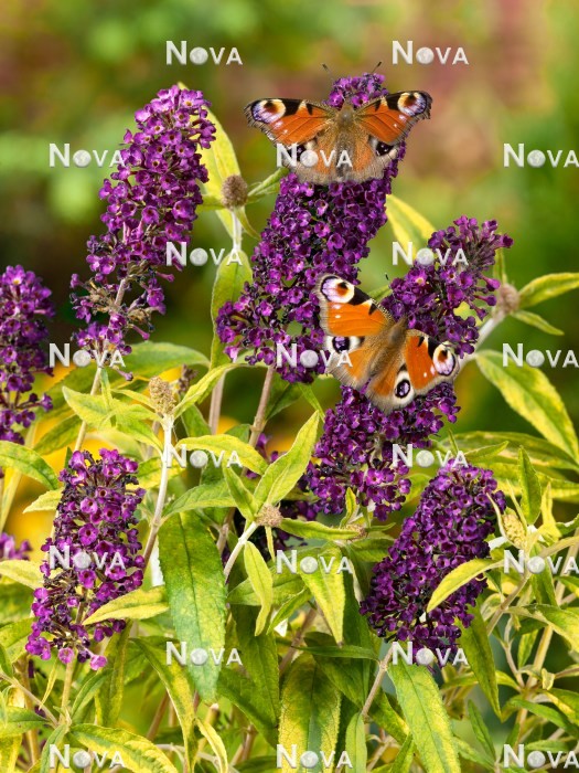 N0106423 Buddleja davidii mit Schmetterlinge