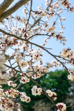 atmosphere, Frühlingserwachen, impression, Prunus armeniaca, Springtime