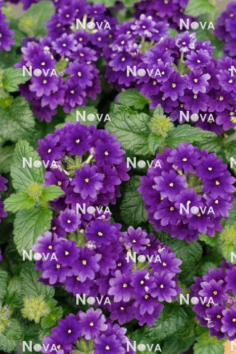 N1523957 Verbena Vanessa ™ Purple