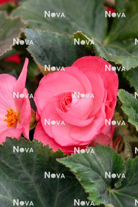 N1924949 Begonia AmeriHybrid ® Roseform Pink