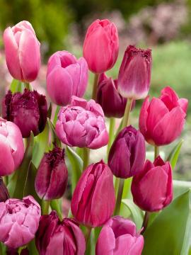 Tulipa (Genus), Tulpenmischung