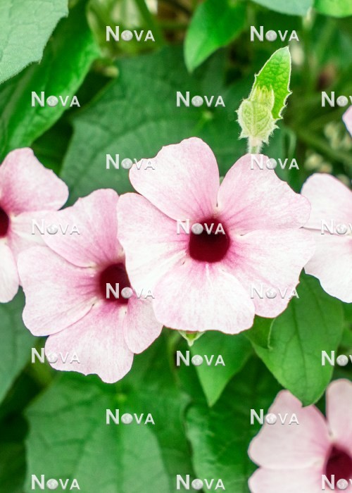N1524560 Thunbergia Sunny Susy ® Pink Beauty
