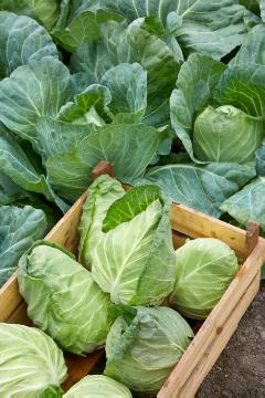 oxheart cabbage