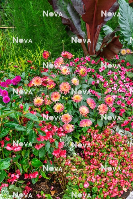 N1925226 Bepflanzung mit Dahlia und Sommerblumen