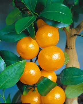 Citrus Fruites, Citrus madurensis, Lime (Genus)